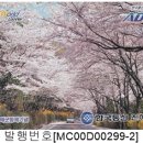 D00299 네이버블로그