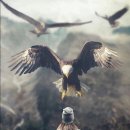 열정의 닭 이미지