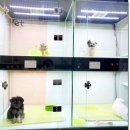 멍스타 김포강아지 분양 | 장기동강아지분양 김포고양이분양 멍스타 방문후기