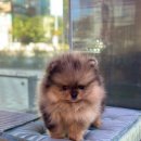 제주 애견 아가야 이미지