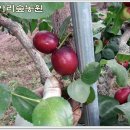 (주)아리숲 Daum카페