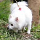 노란천막 이미지