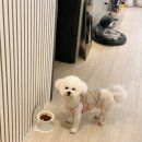 우아하개 이미지