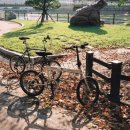 구례옥잠 이미지