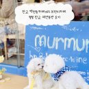 멀멀 | 판교 백현동카페거리 브런치카페 멀멀 판교 애견동반 후기