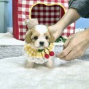 김해 강아지분양 베베몽 | 부산김해강아지무료분양, 청결한 매장 방문 후기