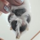 메디 컴 | 강아지 피부진정 및 염증완화에 탁월한 유어벳 더마 릴렉서 스프레이 &amp; 메디 리밸런싱 버블폼 사용후기