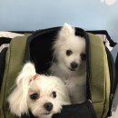 커멍커멍 이미지