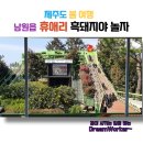 돼지야놀자 이미지