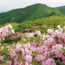 (여행) 전국 4월 봄꽃축제 일정 이미지