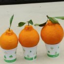 준이농장2 이미지