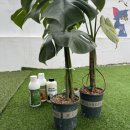 주식회사 천하 | 동성바이오 식물영양제 천하무적세트 비료추천