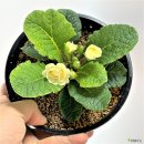 [4/14] 심폴 생생 구매 후기 🌱💚💯 (명자나무분재 대황금, 취설송 핑크다육, 발레리나 앵초)