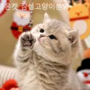 라온캣잠실고양이분양
