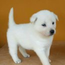 진도견나라 이미지