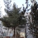 화성 회사 나무 여러 가지 벌목 작업 후기