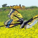 태안나비 이미지