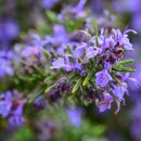 Magnificent Colors of Wisteria 남해, 냉천 어촌체험마을의 등나무 Bluegull 이미지