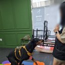 트리머펫 이미지