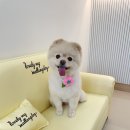 말랑독 이미지