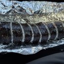 뽕꼬랑김밥 이미지