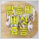 양송이버섯의 효능 이미지