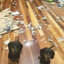 행복한 강아지 이미지