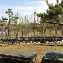 흑염소목장 이미지