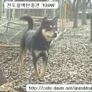 백구 이미지