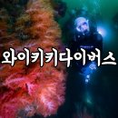 와이키키다이버스 | [제주] 제주도 서귀포시 스쿠버 다이빙 와이키키 다이버스 섶섬 펀다이빙 추천 후기