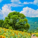 구와우농장 | 태백 해바라기 축제 구와우마을 강원도 태백여행