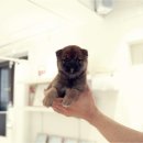 시바견 분양 루이몽 강남본점 | 시바견입양 기준 루이몽이 알려주는 고마시바 관리 포인트