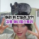 해바라기어린이집마당 | [강릉 실내동물원 추천] 아이랑 비 와도 꿀잼! 애니멀스토리 리얼후기