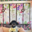 폴링인독 이미지