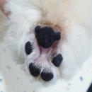 포시랍개 이미지