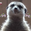 미어캣족장