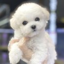 야옹아 멍멍해봐 이미지