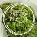 풍성농장 | 하여농장 유럽 샐러드 채소 보들보들 풍성한 식탁 상차림