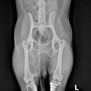 행복튼튼동물병원 이미지