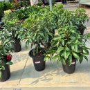 꽃피는방앗간영농조합법인 | 봄맞이 부산미래화훼 나들이 후기 사진많음 식물가격 계산방법 내돈내산