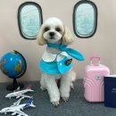 멍멍이까까 이미지