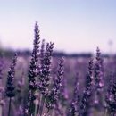 시골식백반 이미지