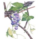 (731) (9) 포도 이미지