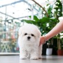 송현동 강아지 이미지