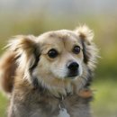 용산동물의료센터 이미지