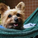 샤인동물메디컬센터 이미지