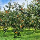 대봉사슴 이미지