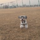 애견하우스 | [평택 애견카페] T&amp;T 평택 애견카페 방문 후기