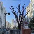 자양아파트앞 이미지