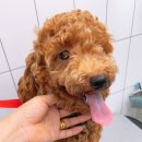 퍼피엔젤 반려동물 미용실 이미지